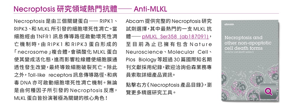 【Necroptosis研究領域熱門抗體——Anti-MLKL】Necroptosis是由三個關鍵蛋白——RIPK1、RIPK3、和MLKL所引發的細胞壞死性凋亡。當細胞經由TNFR1訊息傳導路徑啟動壞死性凋亡機制時，由RIPK1和RIPK3蛋白形成的「necrosome」複合體，會磷酸化MLKL蛋白使其變成活化態，進而影響粒線體使細胞膜通透性發生改變，最終導致細胞破裂死亡。除此之外，Toll-like receptors訊息傳導路徑、和病毒DNA亦可啟動細胞壞死性凋亡機制。無論是由何種因子所引發的Necroptosis反應，MLKL蛋白皆扮演著極為關鍵的核心角色！Abcam提供完整的Necroptosis研究試劑選擇，其中最熱門的一支MLKL抗體——pMLKL Ser358 (ab187091)，至目前為止已擁有包含Nature Neuroscience、Molecular Cell、Plos Biology等超過30篇國際知名期刊文獻採用紀錄，歡迎洽詢伯森業務專員索取詳細產品資訊。點擊右方《Necroptosis產品目錄》，瀏覽更多精選研究工具。