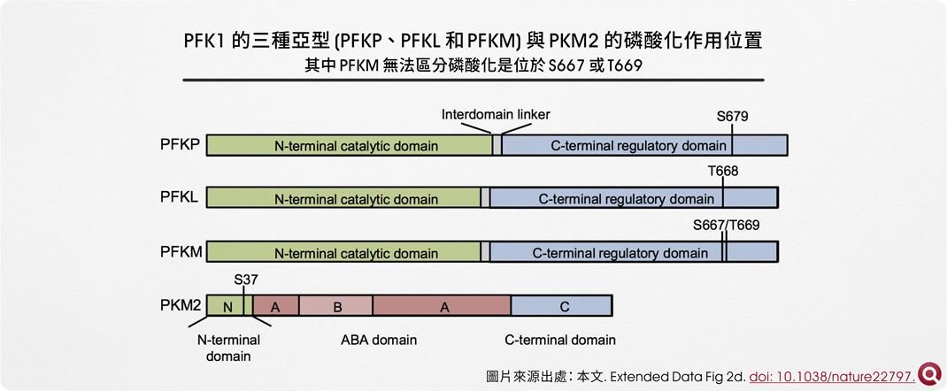 PFK1 的三種亞型 (PFKP 、PFKL 和 PFKM) 與 PKM2 的磷酸化作用位置，其中 PFKM 無法區分磷酸化是位於 S667 或 T669 