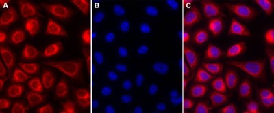 ER Staining Kit - Red Fluorescence - Cytopainter (ab139482) for endoplasmic reticulum staining