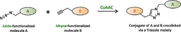 常見點擊化學反應一﹑Cu(I)- catalyzed Azide - Alkyne Click Chemistry reaction (CuAAC)