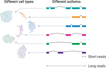 透過 MAS-Seq 方法，您可以完整分析出各種類型細胞的 isoforms 多樣性，並且獲取準確的全長 isoforms 序列資訊