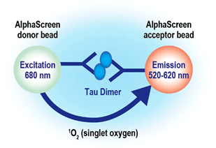 以 Alpha 技術檢測神經元細胞中的 Tau 蛋白質二聚體與寡聚體