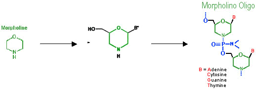 Morpholino 反義核酸 (Morpholino Antisense Oligo)
