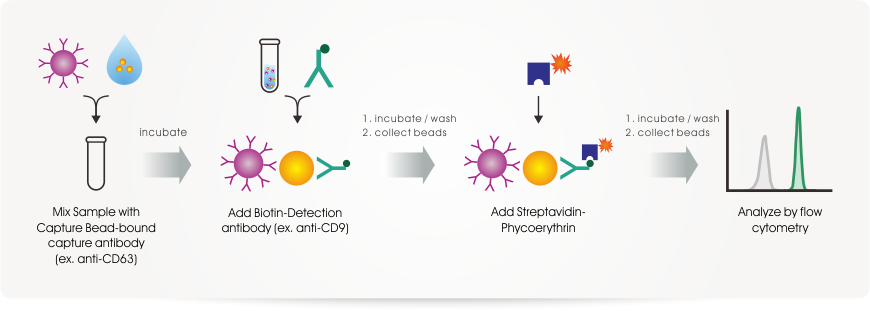 Protocol: Exosome Isolation and Analysis Kit - Flow Cytometry