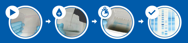 [歡迎索取試用品] Abcam InstantBlue® 高效蛋白質染劑 - 15 分鐘迅速完成 PAGE 膠片染色 | Abcam 台灣代理伯森生技