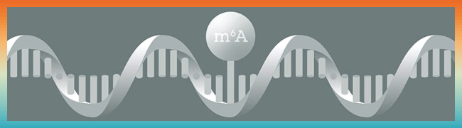 m6A RNA 修飾研究工具 - m6A 及其 writer、eraser、reader 抗體
