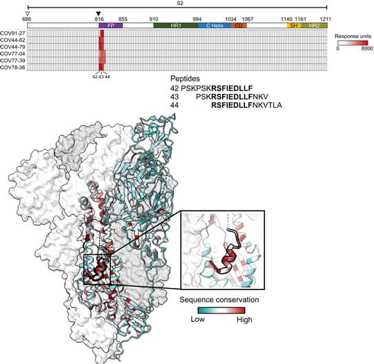 以 Carterra LSA 平台進行抗原表位分析，發現 6 種抗體都會與一段高度保留的胜肽序列結合，該序列位於新冠病毒棘蛋白 S2 次單元的融合胜肽區域。 IMAGE © Science. 2022 Aug 12;377(6607):728-735. Fig. 2D