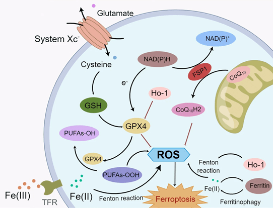 鐵凋亡 (Ferroptosis)