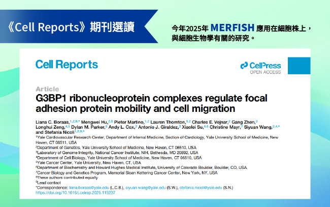 看MERFISH 如何應用在細胞生物學 — Focal Adhesion Study with MERFISH