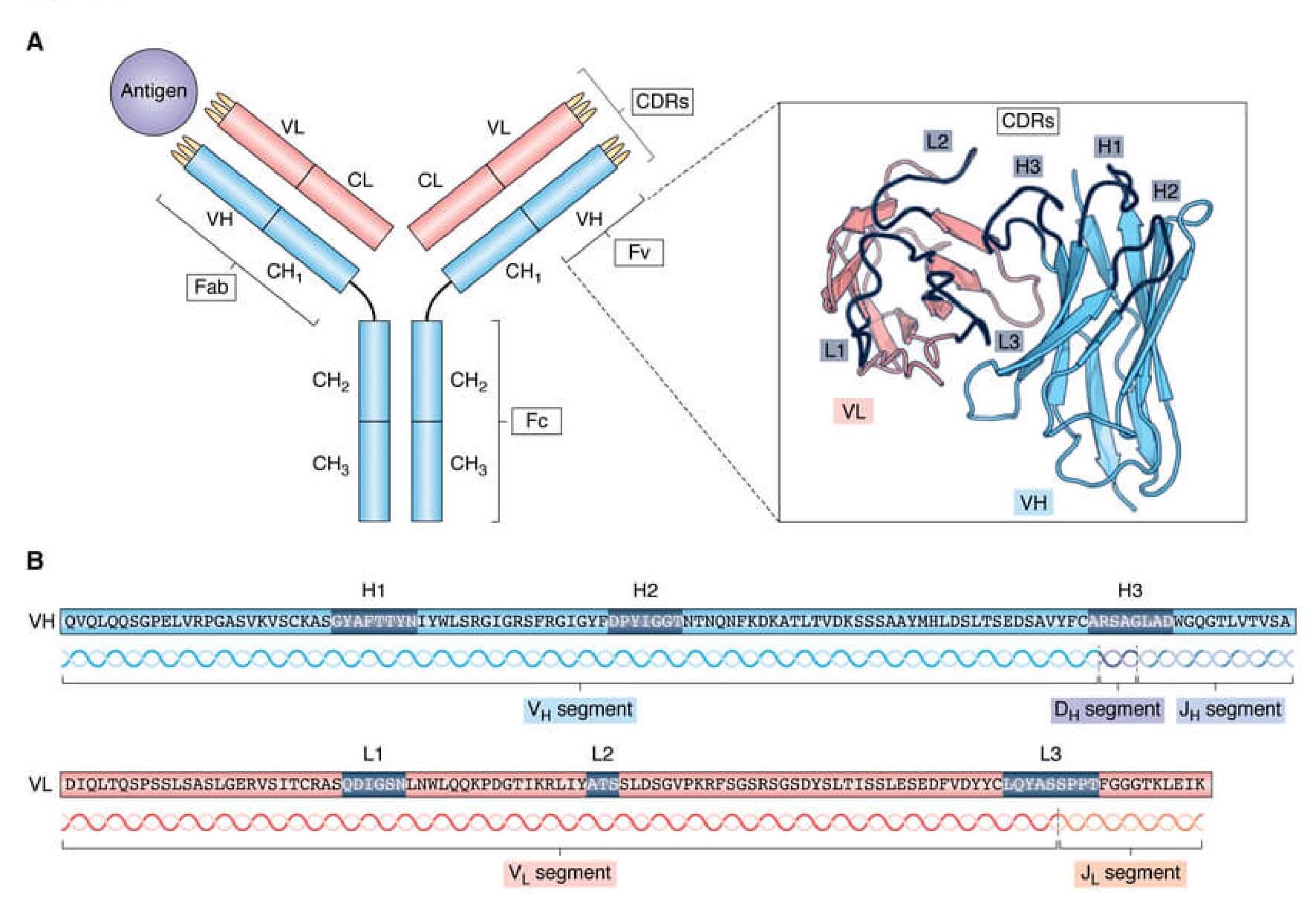 抗體序列鑑定與 QC 流程