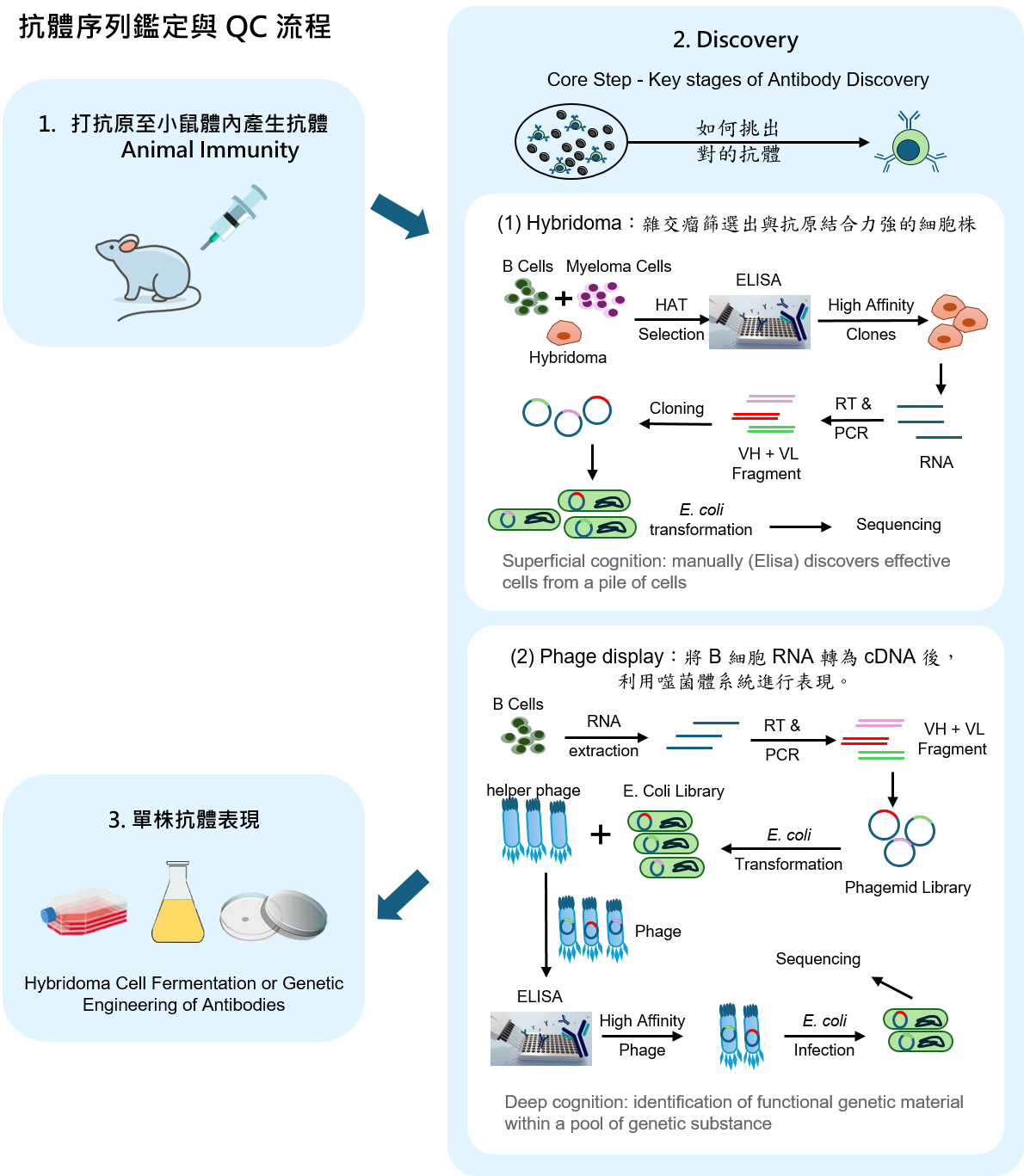 抗體開發步驟