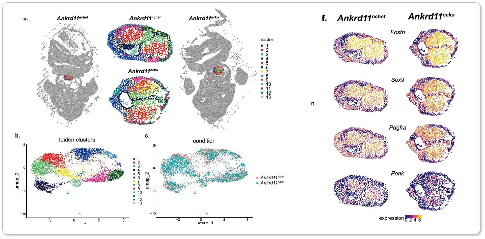 MERFISH identified CNCC clusters in the OFT at E11.5