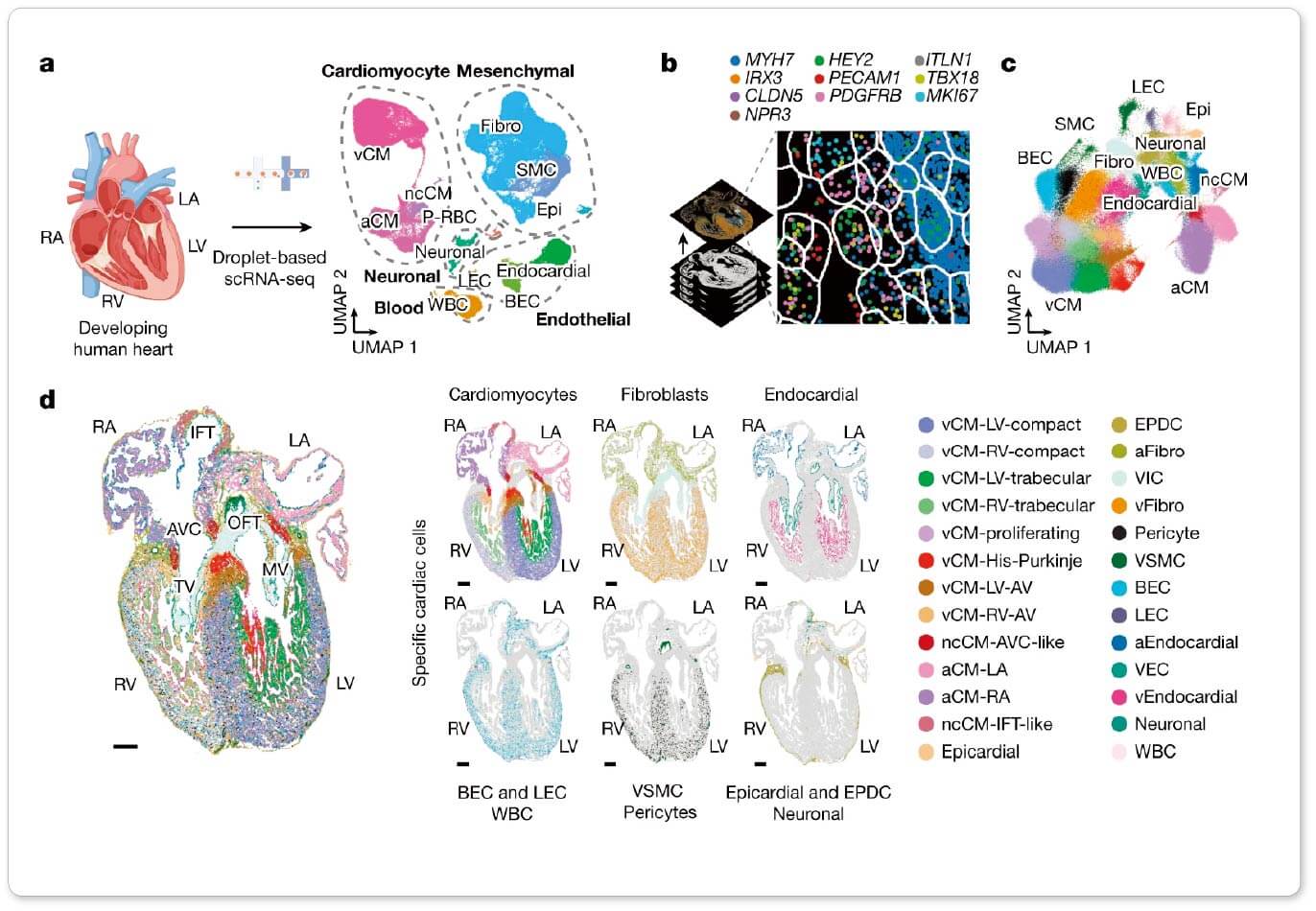MERFISH identified CNCC clusters in the OFT at E11.5