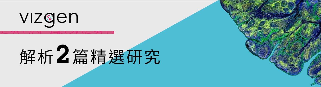 解鎖心臟組織的空間分子圖譜 | Vizgen 空間多體學