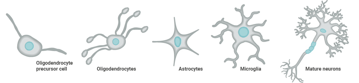 CNS