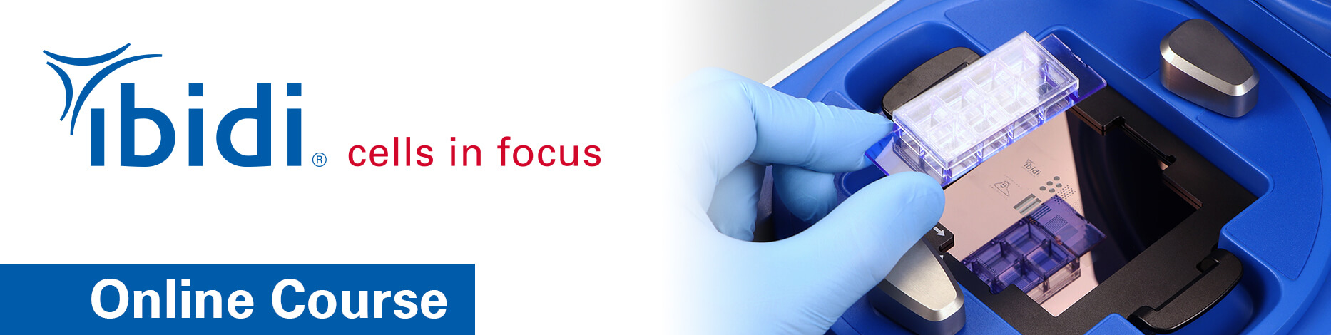 Wound Healing and Migration Assays