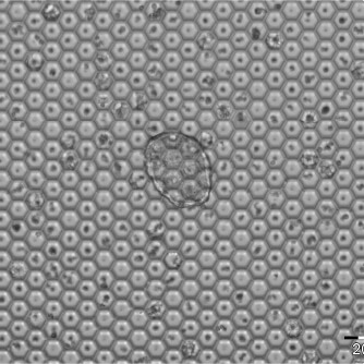 高密度單細胞分離玻片 (High density cell Arraying Device)