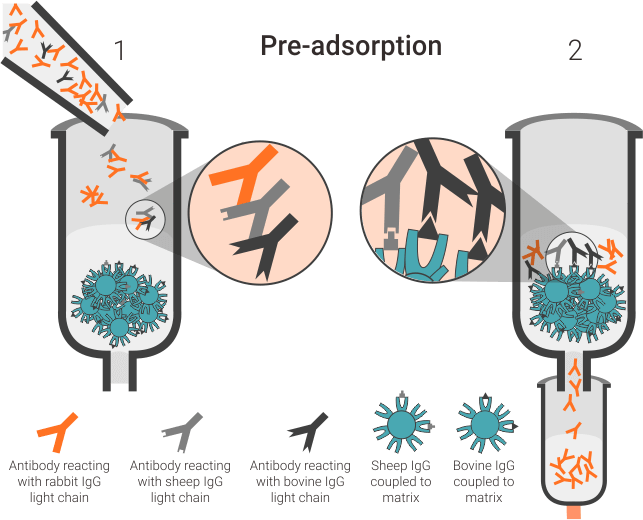 Abcam pre-adsorbed secondary antibodies