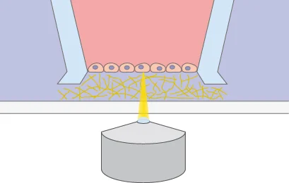 Cell-Gel Interface With the micro-Insert 3D