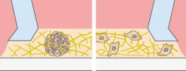 Cells in the gel