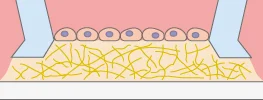 Cells on the gel