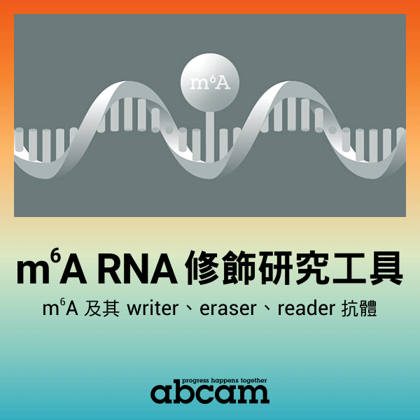 m6A RNA 修飾研究工具 - m6A 及其 writer、eraser、reader 抗體