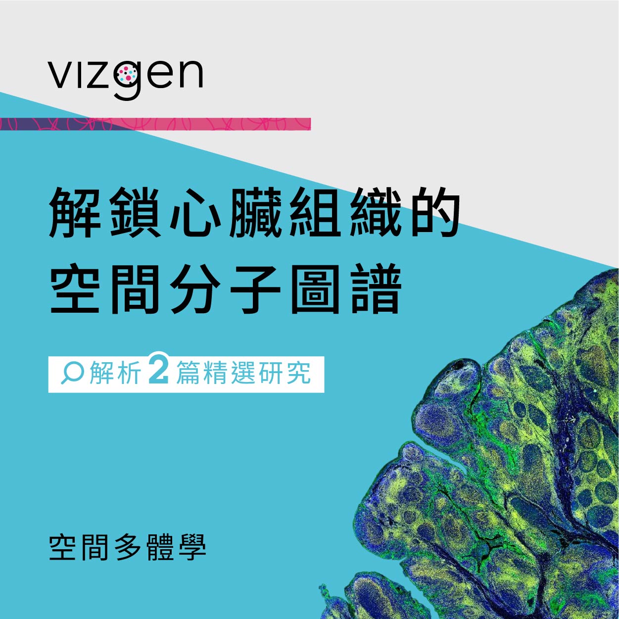 解鎖心臟組織的空間分子圖譜 | Vizgen 空間多體學
