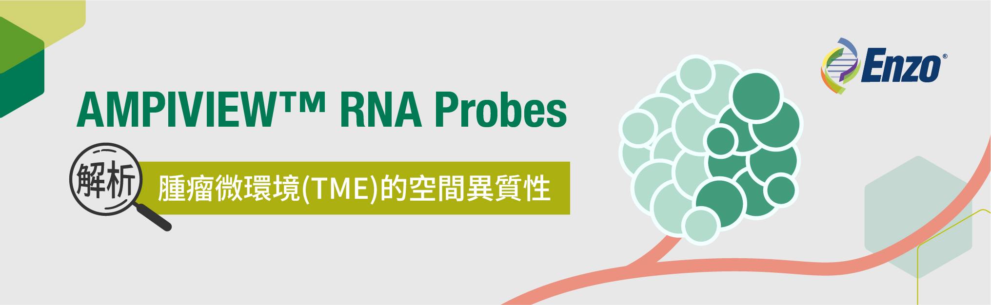 【TME 專題】AMPIVIEW RNA Probes：解析腫瘤微環境的空間異質性 | Enzo
